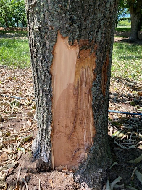 Darkened, water-soaked appearance of chestnut sapwood collapsing due to oak wilt infection. 